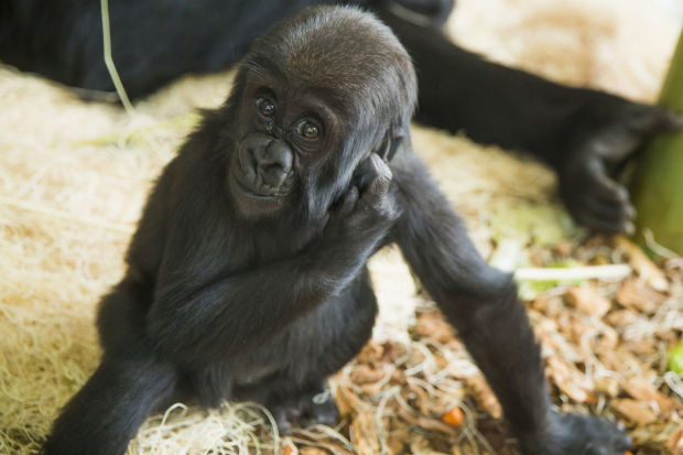 Baby zoo animals